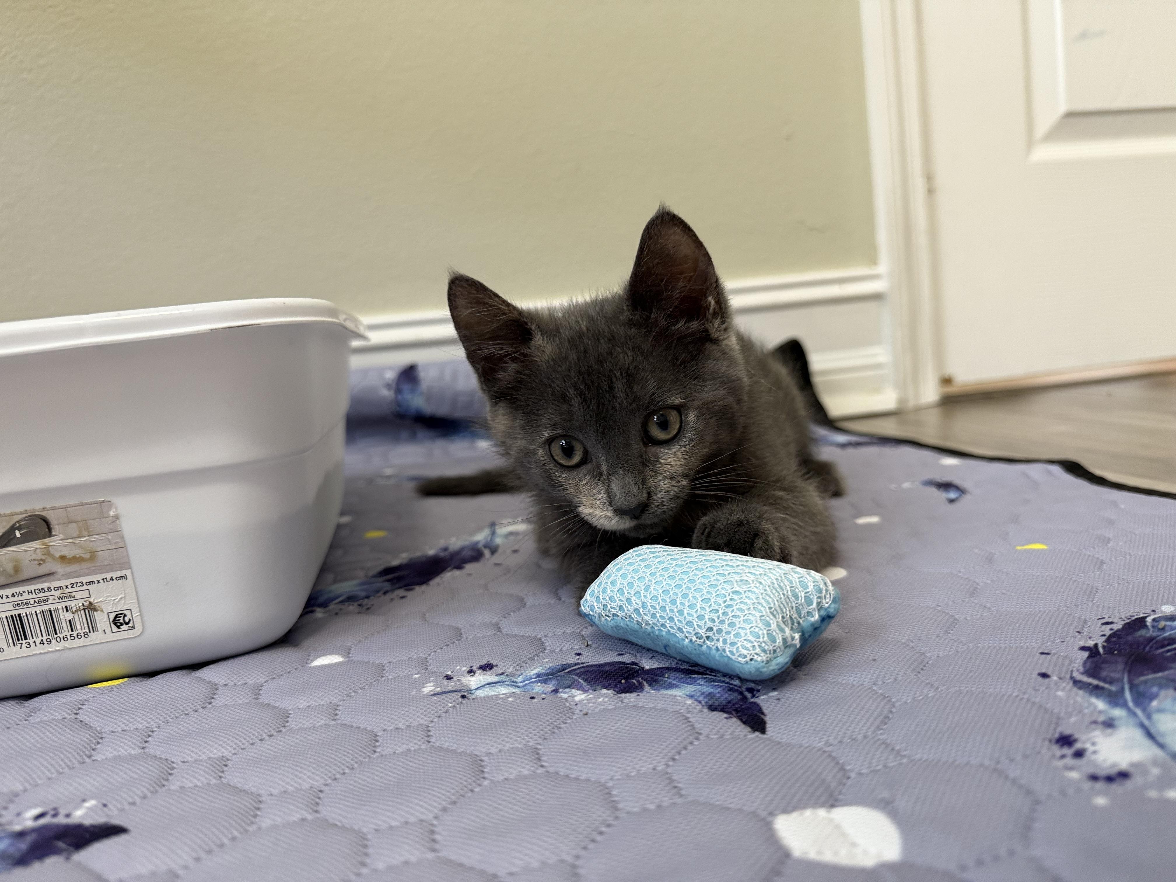 Enlarge Nico (& Nadia), a Adopted Russian Blue in Wimauma, FL image 5/6