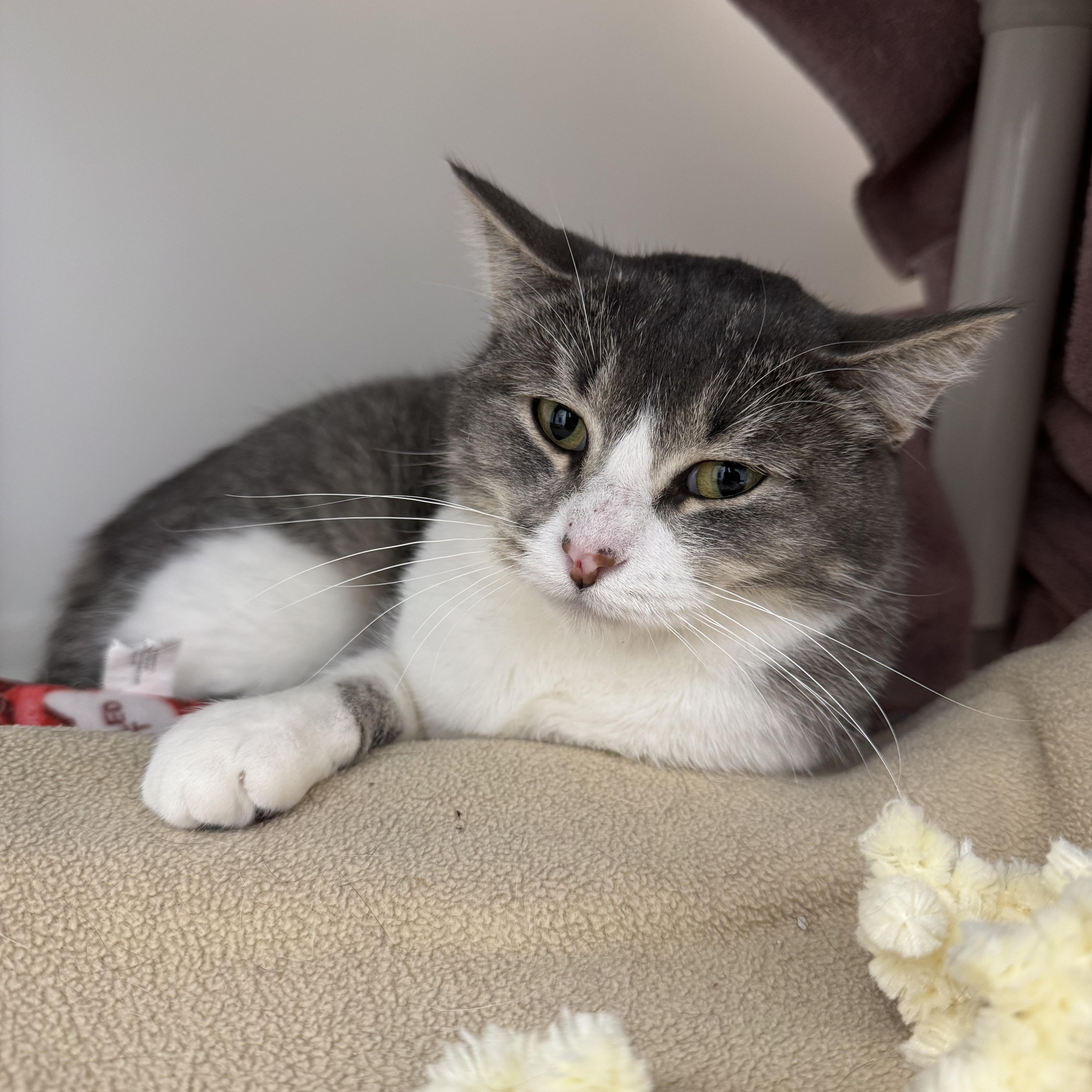 Winnie, Adoptable, Adult Female Domestic Short Hair.