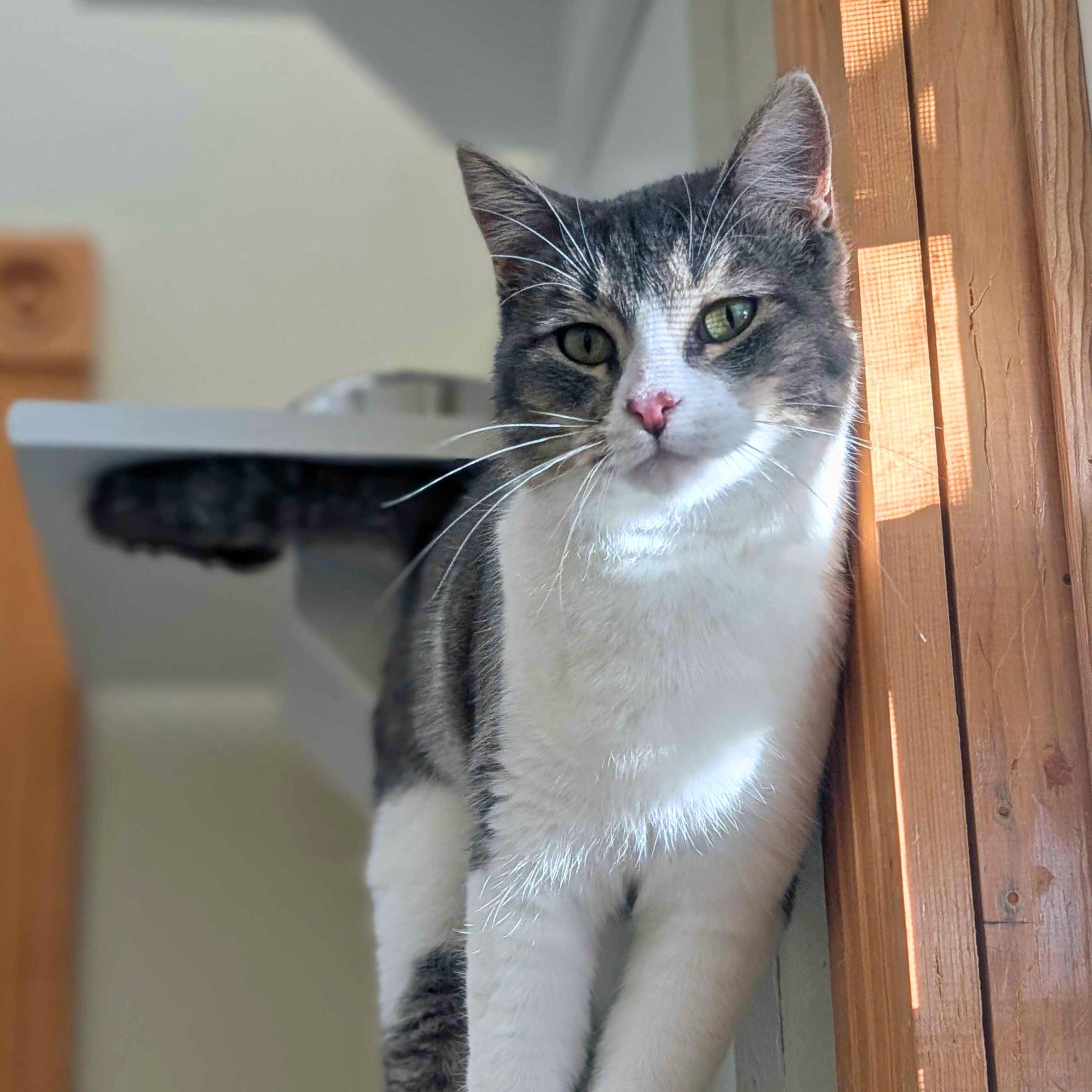 Winnie, Adoptable, Adult Female Domestic Short Hair.