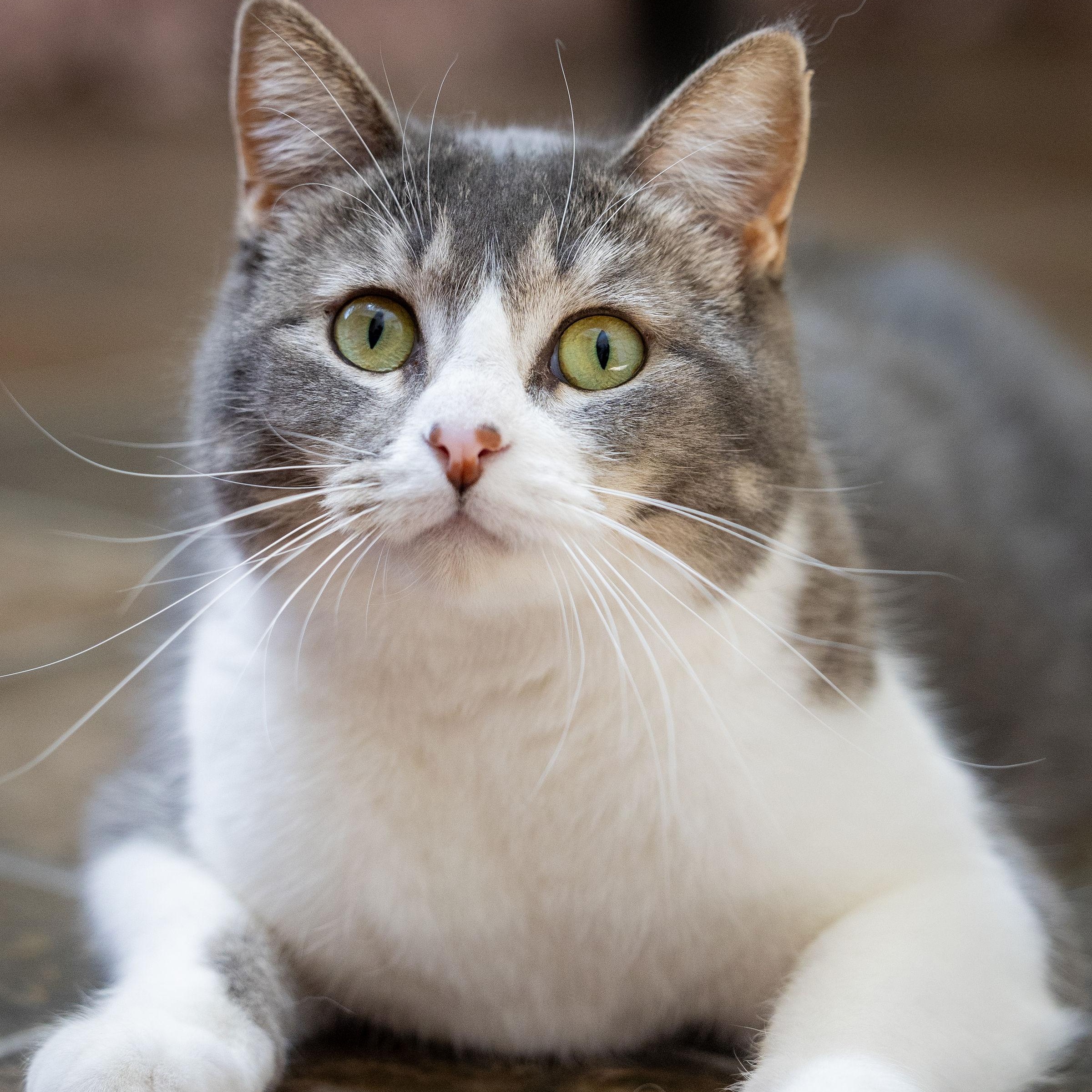 Winnie, Adoptable, Young Female Domestic Short Hair.