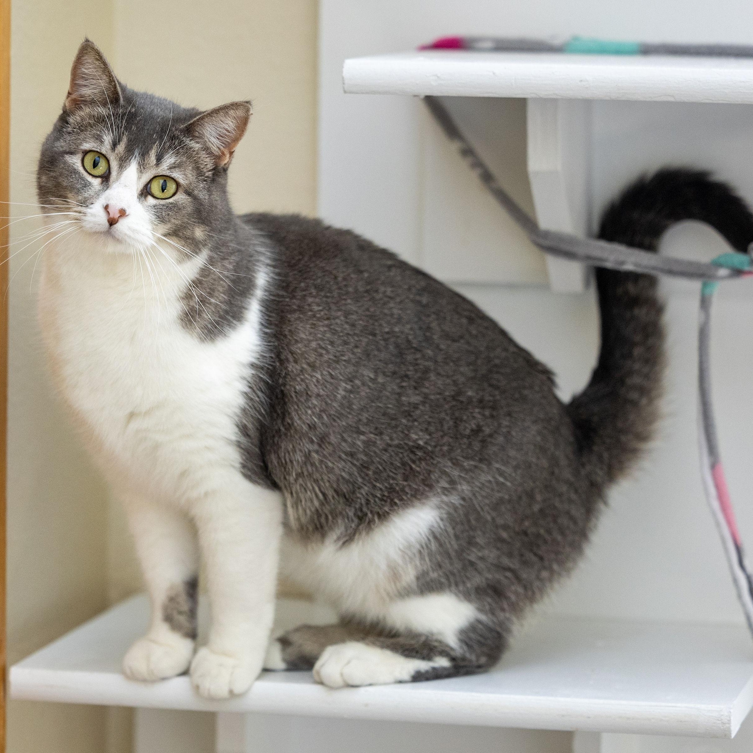 Enlarge Winnie, a Adoptable Domestic Short Hair in Ridgway, CO image 2/6