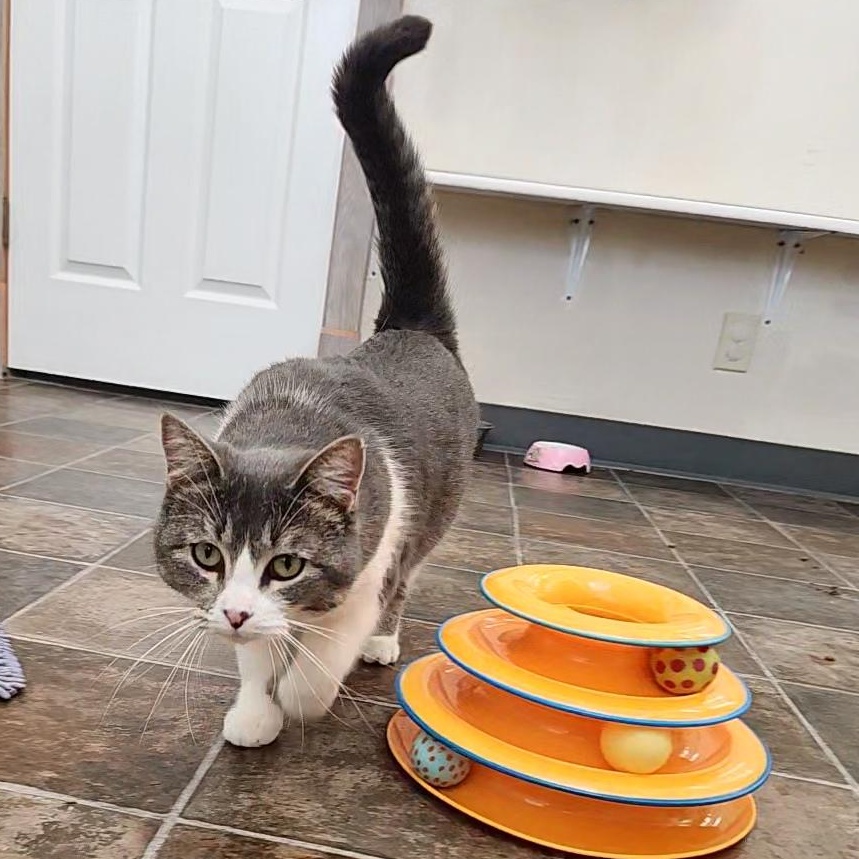 Winnie, a Adoptable Domestic Short Hair in Ridgway, CO image 3/5