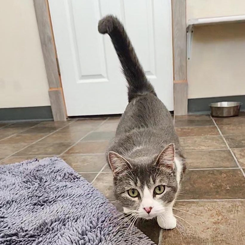 Winnie, a Adoptable Domestic Short Hair in Ridgway, CO image 4/5