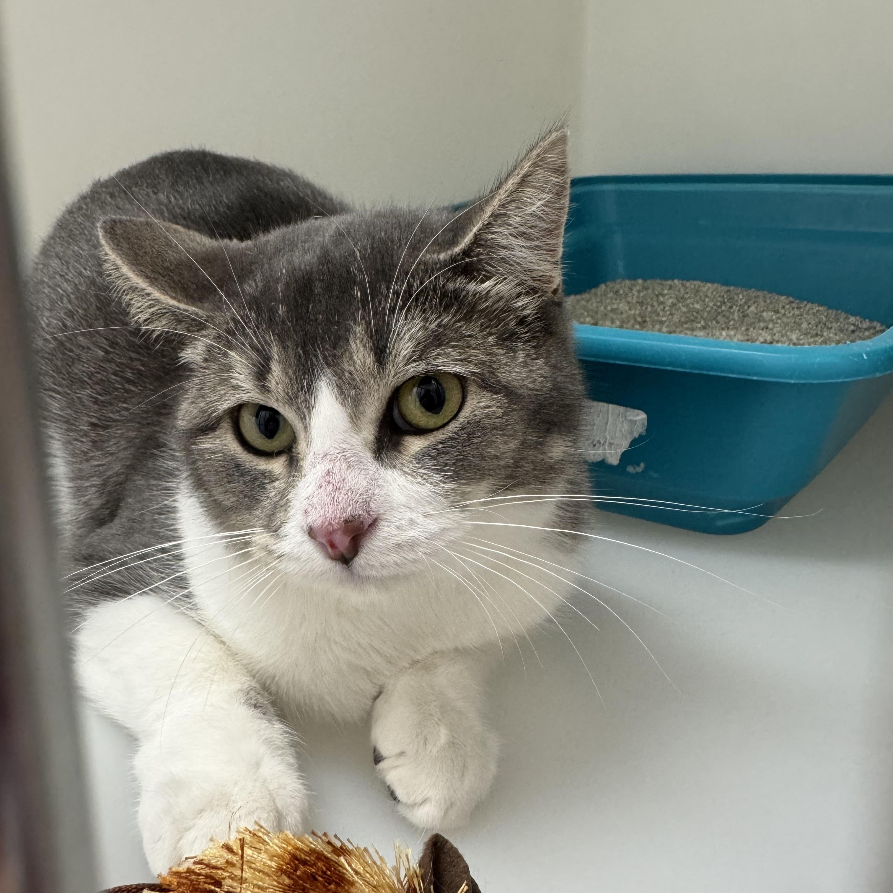 Winnie, a Adoptable Domestic Short Hair in Ridgway, CO image 3/3