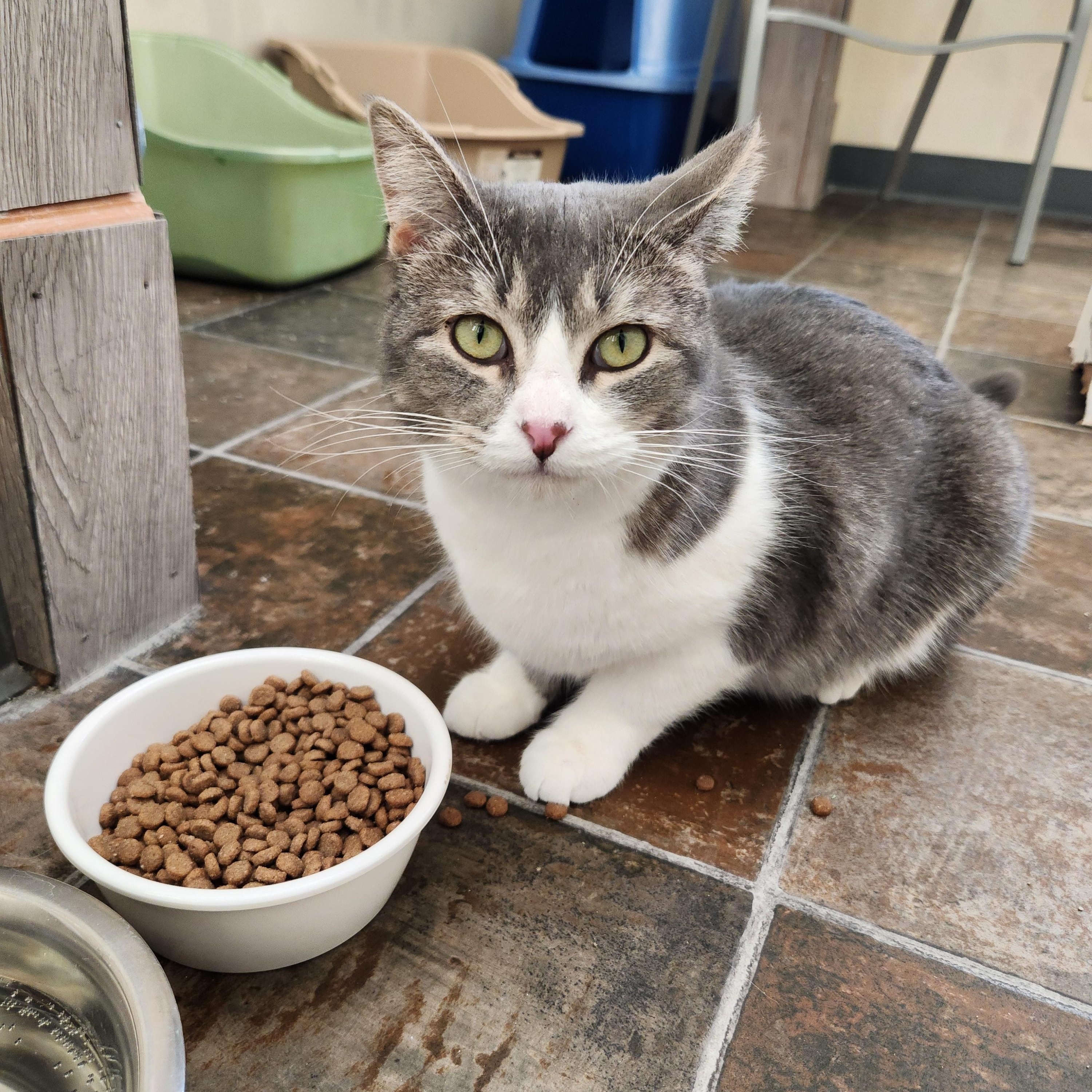 Winnie, a Adoptable Domestic Short Hair in Ridgway, CO image 2/5