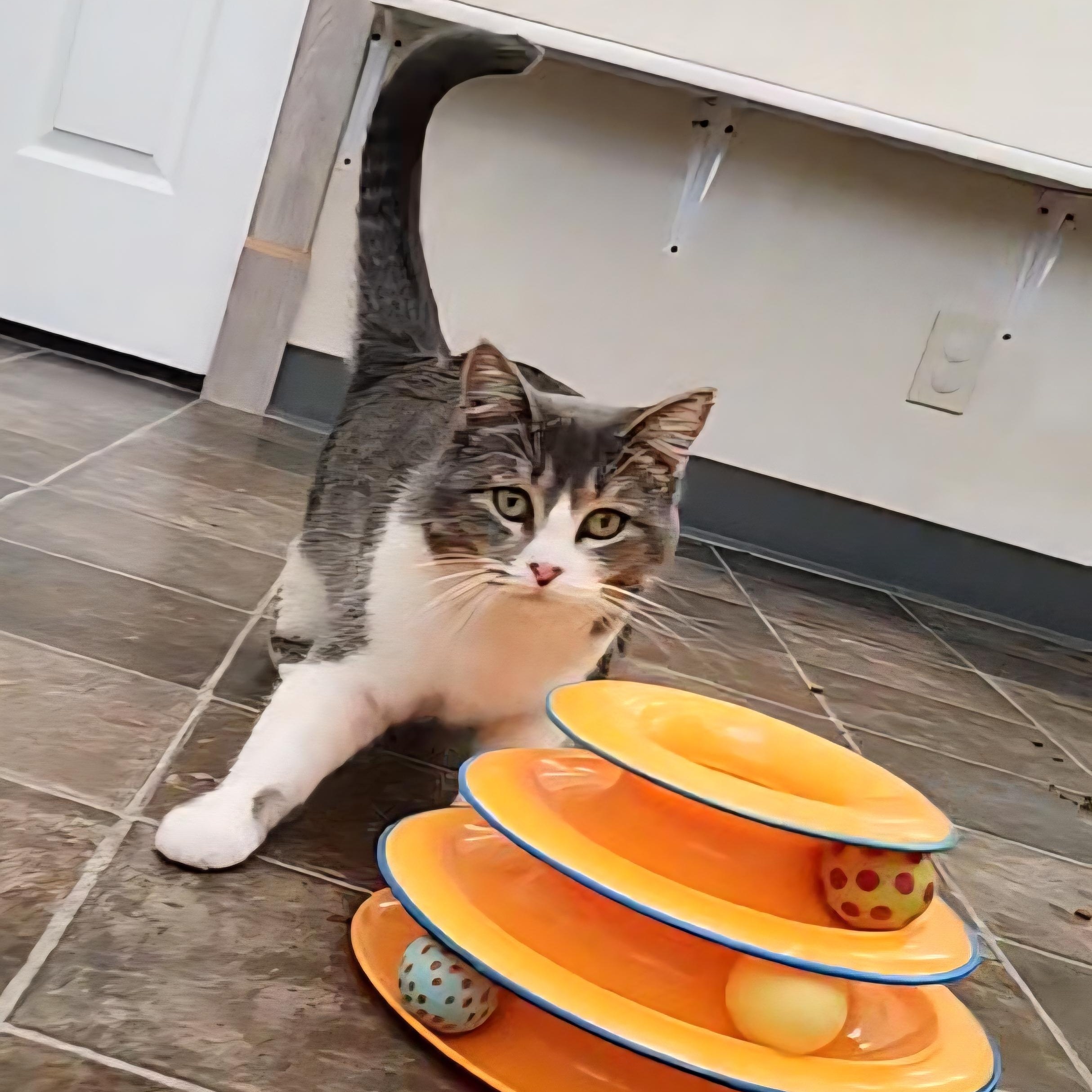 Winnie, a Adoptable Domestic Short Hair in Ridgway, CO image 5/5