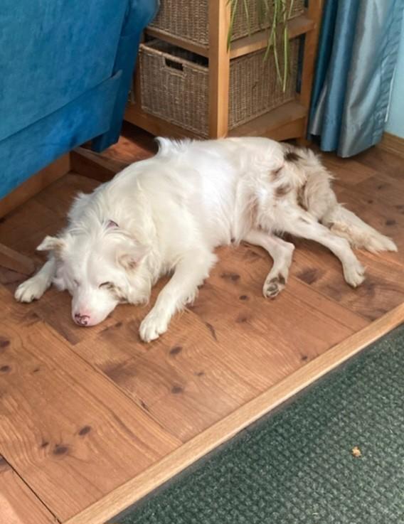 Winnie aka Winston, Adopted, Young Male Australian Shepherd.