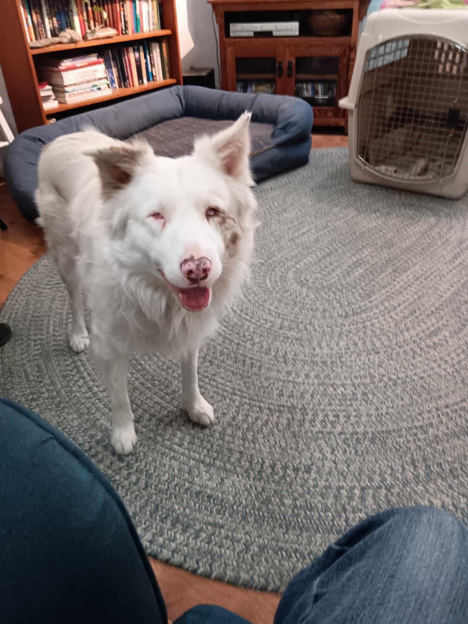 Enlarge Winnie aka Winston, a Adopted Australian Shepherd in McKenna, WA image 2/3
