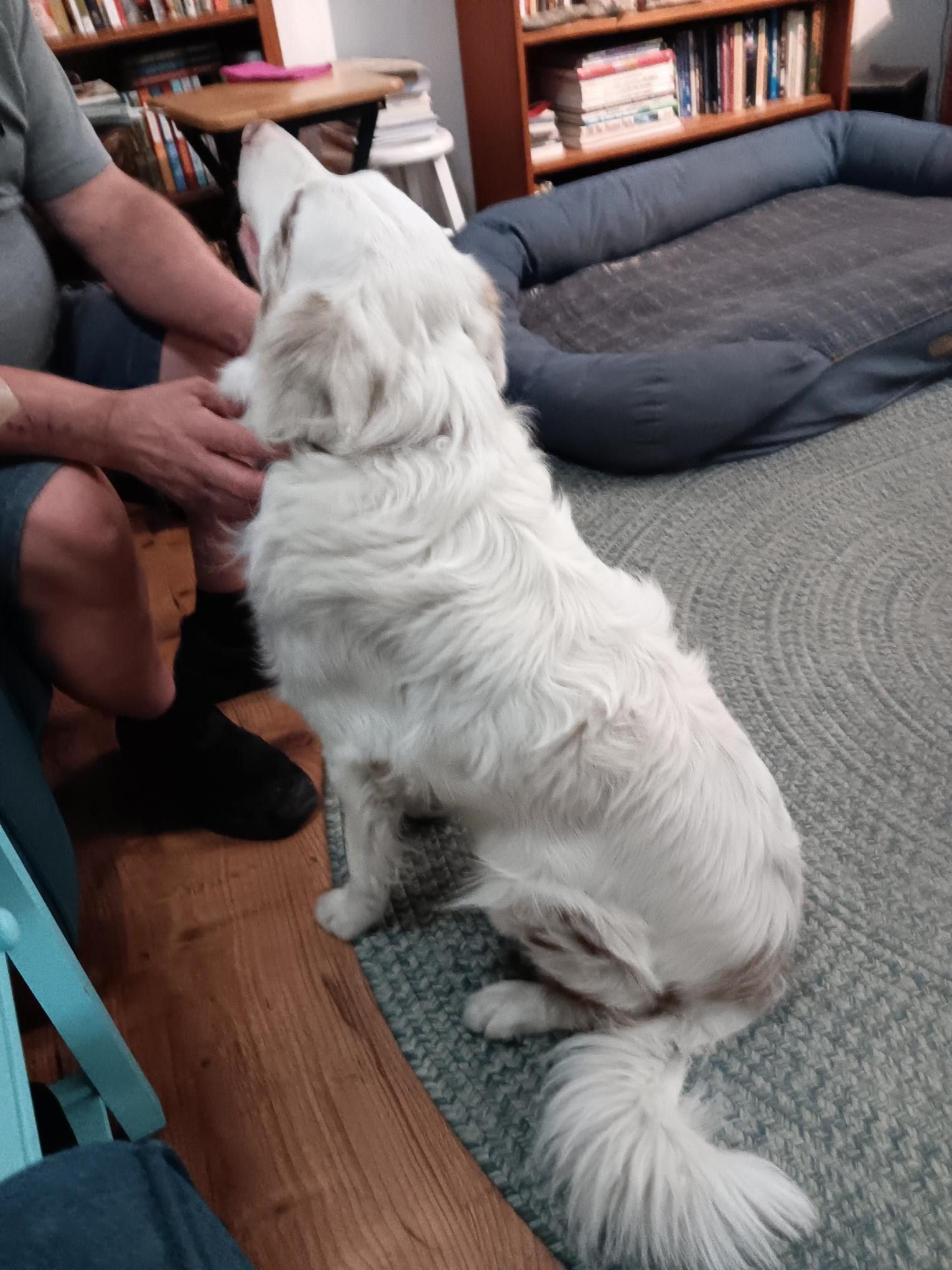 Enlarge Winnie aka Winston, a Adopted Australian Shepherd in McKenna, WA image 3/3