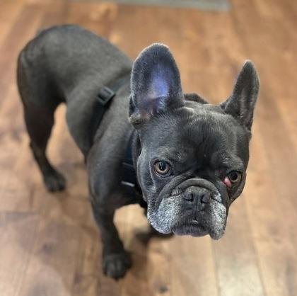 ENOCH (and RILEY), a ADOPTABLE French Bulldog in Bonney Lake, WA image 2/2