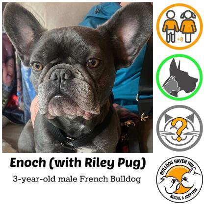 ENOCH (and RILEY) - pending, ADOPTABLE, Adult Male French Bulldog.