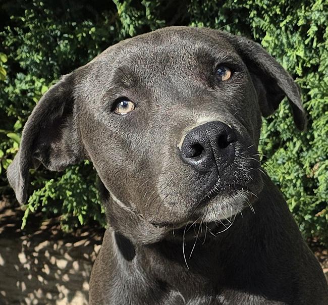 Marvelous Mr Mutt Damon