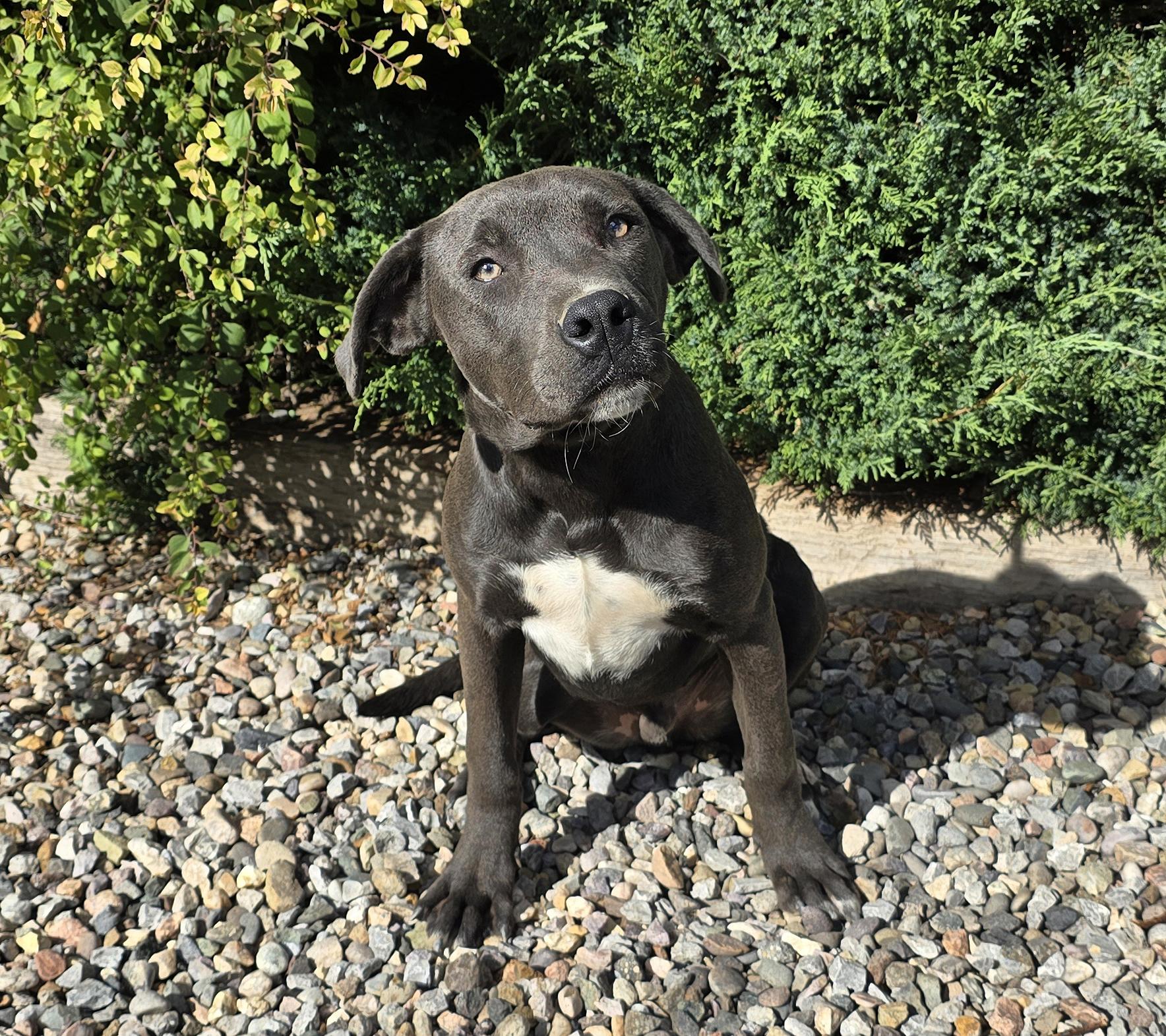 Marvelous Mr Mutt Damon thumbnail 2