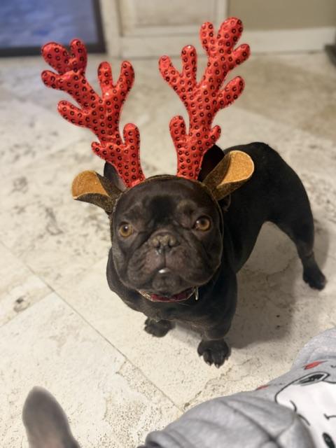 Enlarge Starbie, a Adopted French Bulldog in Mesa, AZ image 1/6