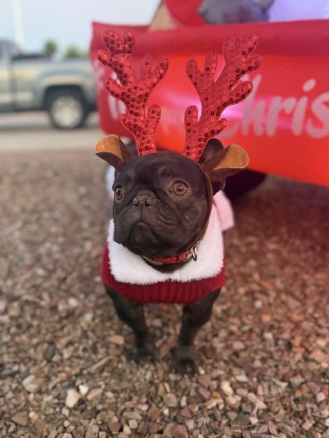 Starbie, Adopted, Adult Female French Bulldog.