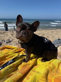 Enlarge Starbie, a Adopted French Bulldog in Mesa, AZ image 3/6
