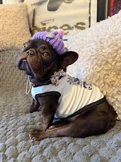 Enlarge Starbie, a Adopted French Bulldog in Mesa, AZ image 5/6