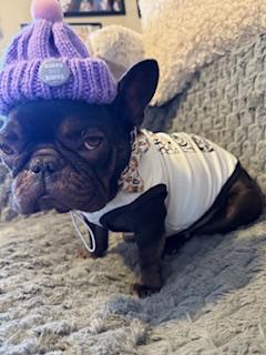 Enlarge Starbie, a Adopted French Bulldog in Mesa, AZ image 6/6