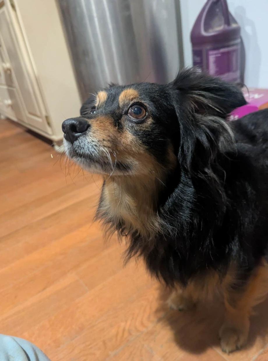 Enlarge Buddy, a ADOPTABLE mixed breed in Cottonwood, CA image 2/3