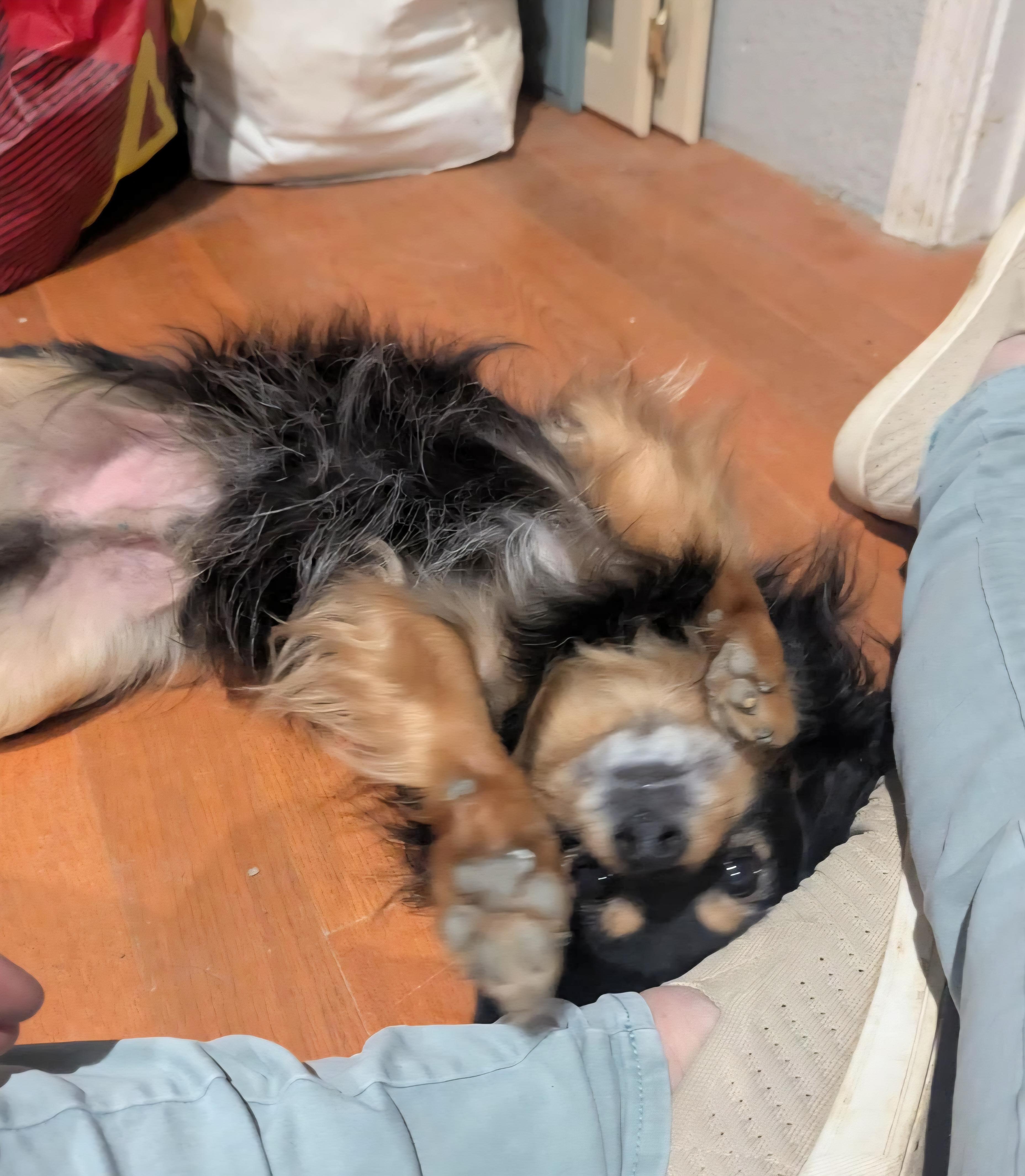 Enlarge Buddy, a ADOPTABLE mixed breed in Cottonwood, CA image 3/3