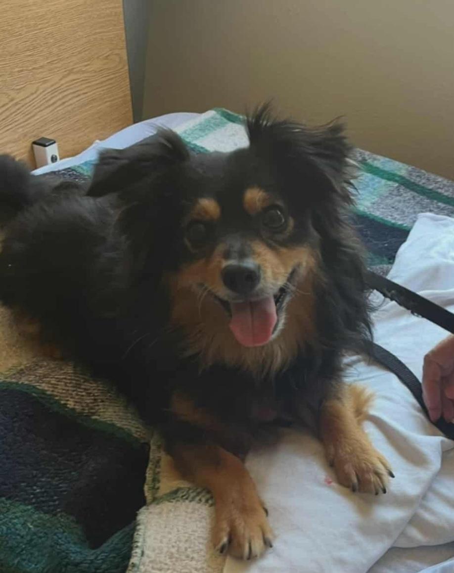 Buddy, ADOPTABLE, Senior Male Chihuahua.