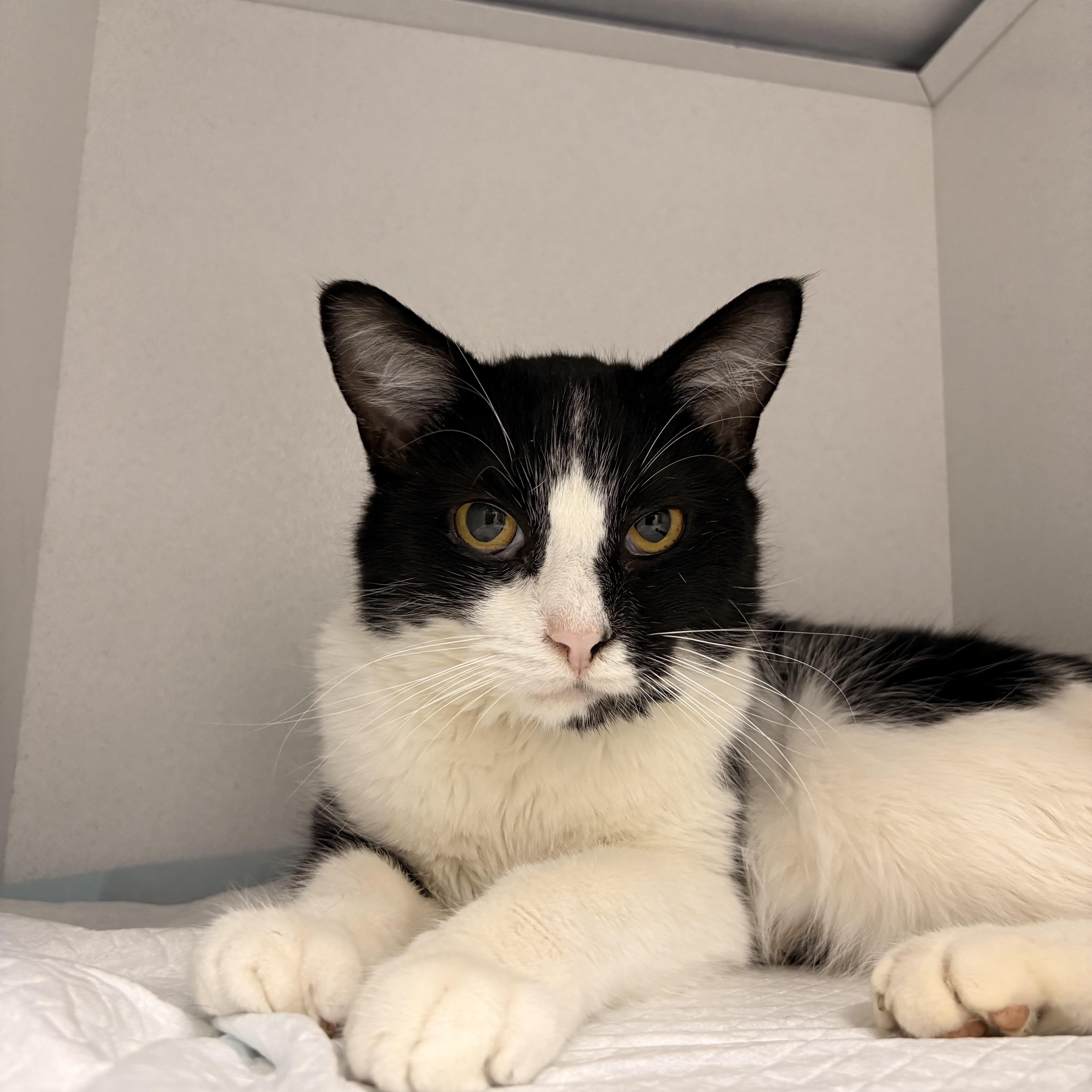Enlarge Domino, a ADOPTABLE Domestic Short Hair in White Oak, PA image 2/2