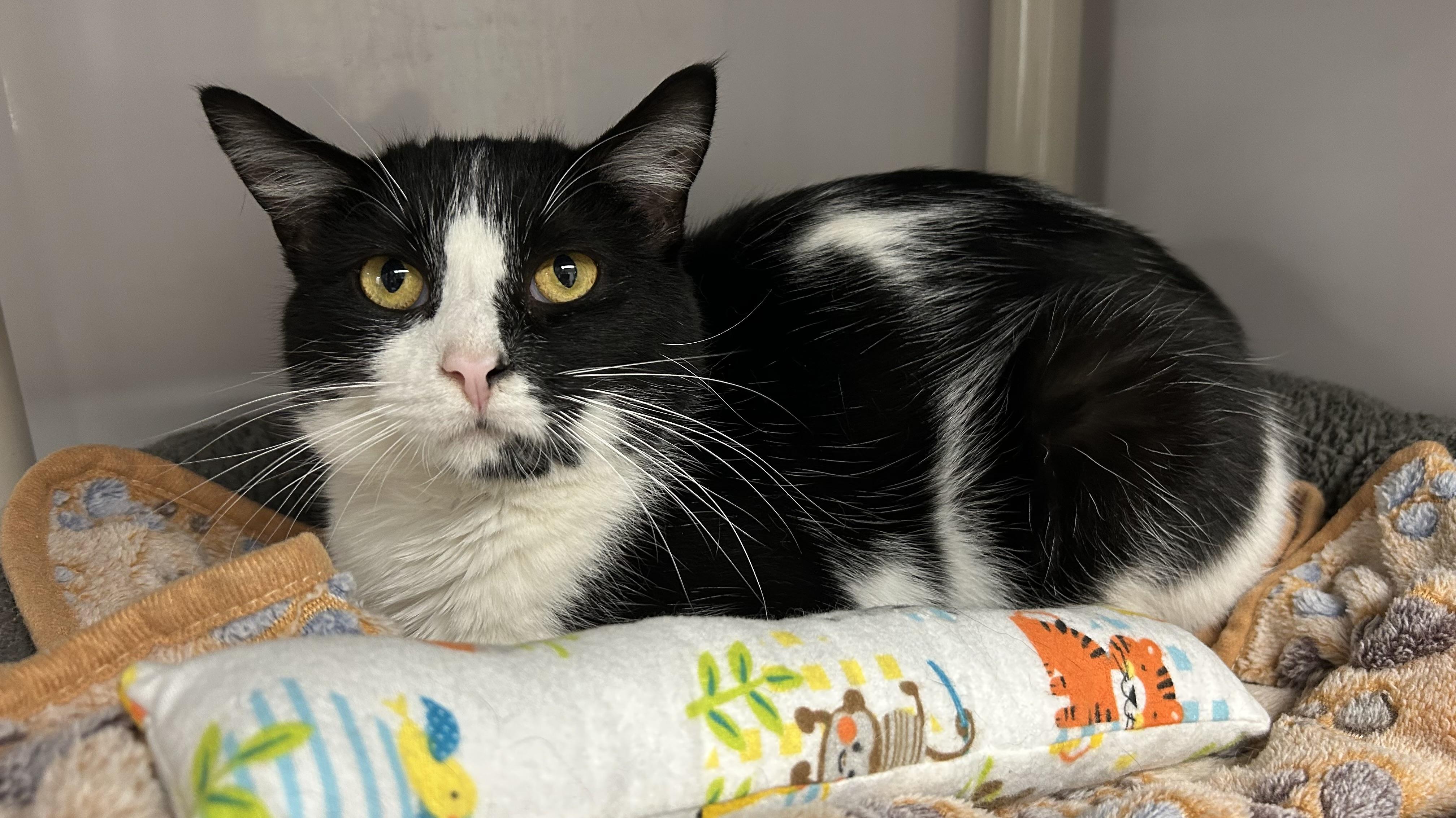Domino, ADOPTABLE, Adult Male Domestic Short Hair.