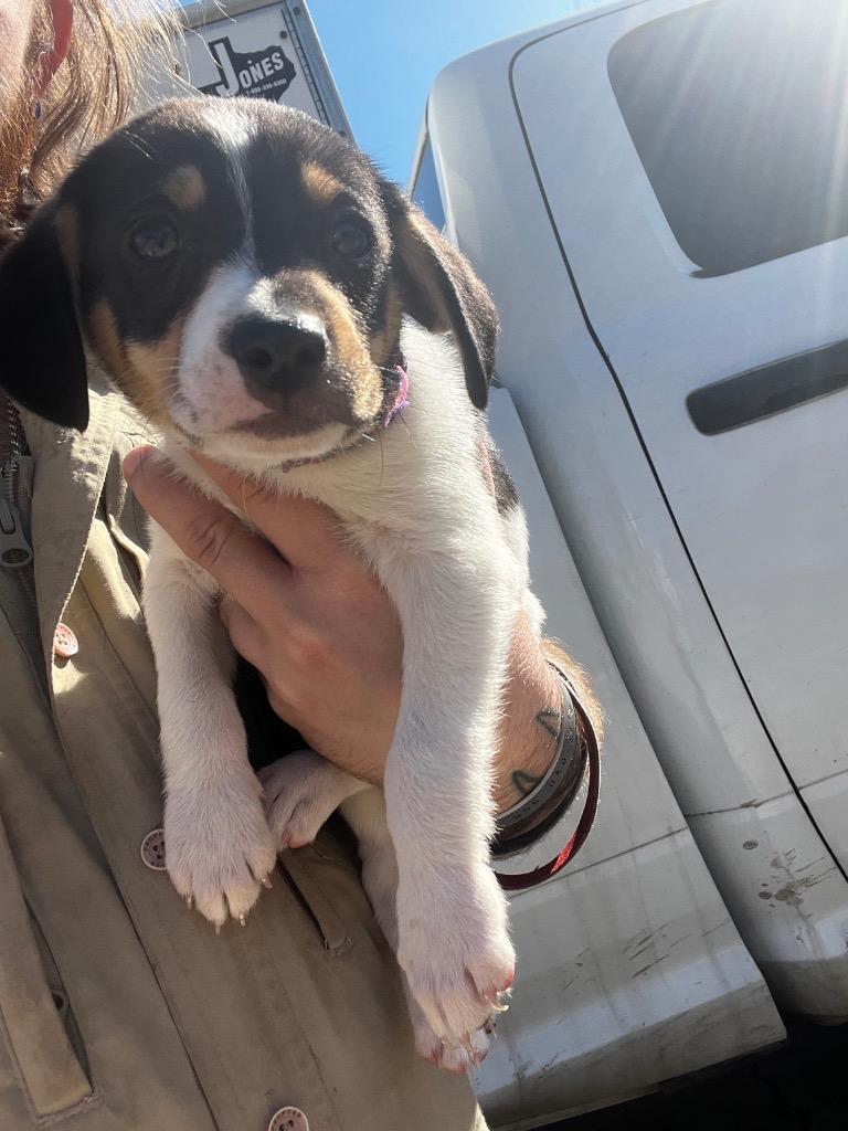 Dak, Adoptable, Puppy Male Terrier.