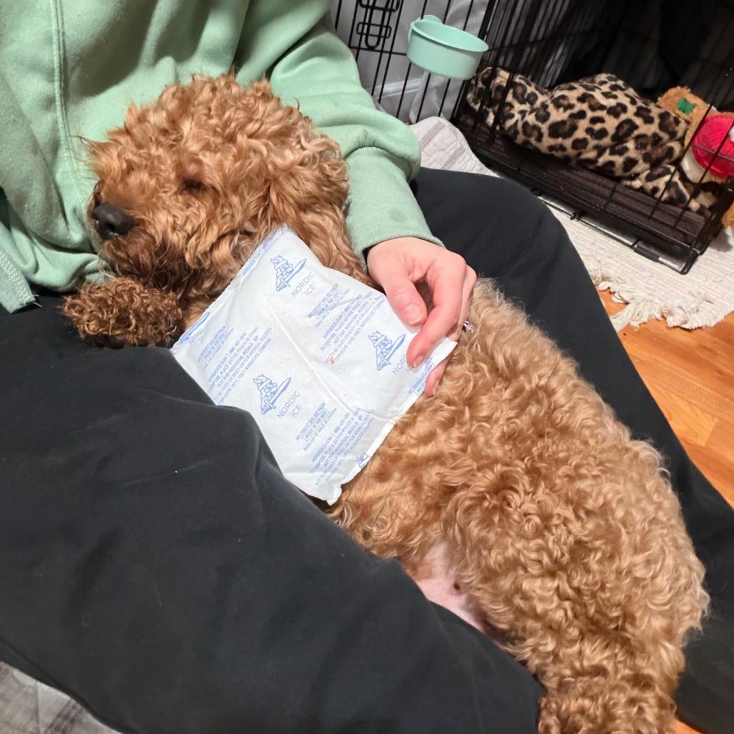 Trip (Aries), Adoptable, Young Male Poodle.