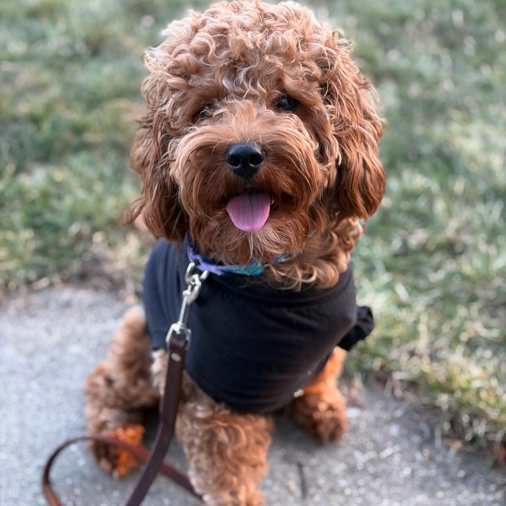 Enlarge Trip (Aries), a Adoptable Poodle in Sinking Spring, PA image 2/6