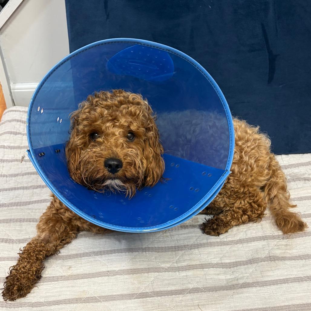 Enlarge Trip (Aries), a Adoptable Poodle in Sinking Spring, PA image 3/6