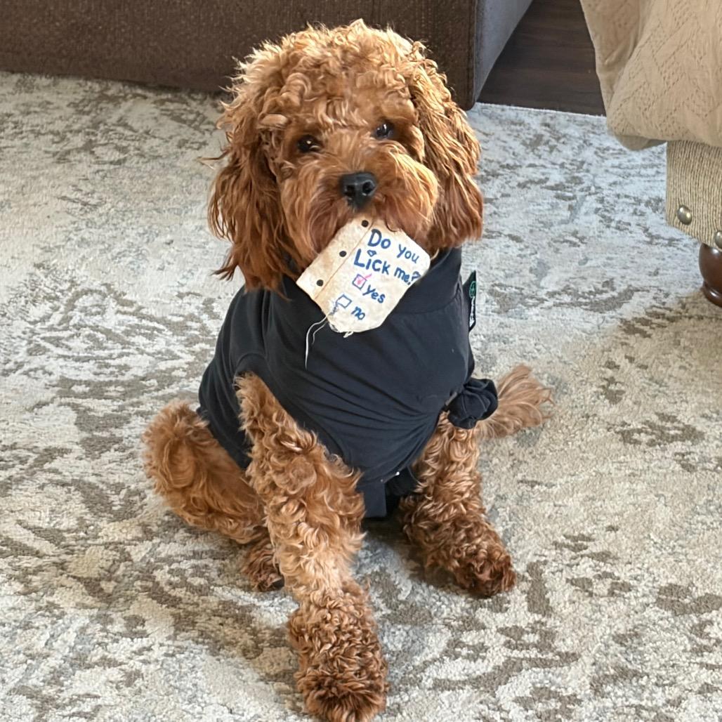 Enlarge Trip (Aries), a Adoptable Poodle in Sinking Spring, PA image 4/6