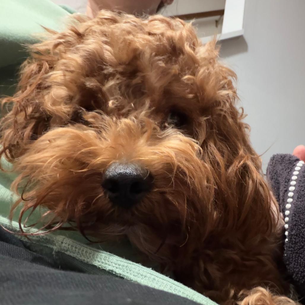 Enlarge Trip (Aries), a Adoptable Poodle in Sinking Spring, PA image 5/6