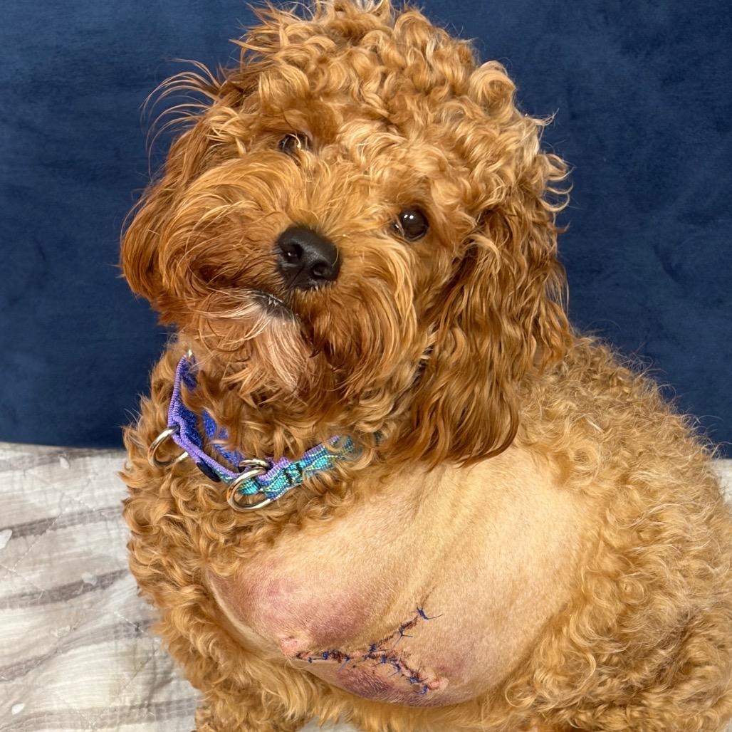 Enlarge Trip (Aries), a Adoptable Poodle in Sinking Spring, PA image 6/6