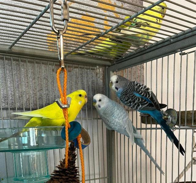 Enlarge Rita Coco Bleu Kiwi, a Adoptable Budgie / Budgerigar in Belford, NJ image 1/3