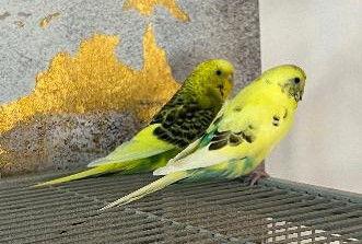 Enlarge Rita Coco Bleu Kiwi, a Adoptable Budgie / Budgerigar in Belford, NJ image 2/3