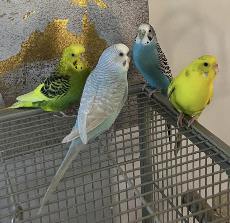 Enlarge Rita Coco Bleu Kiwi, a Adoptable Budgie / Budgerigar in Belford, NJ image 3/3