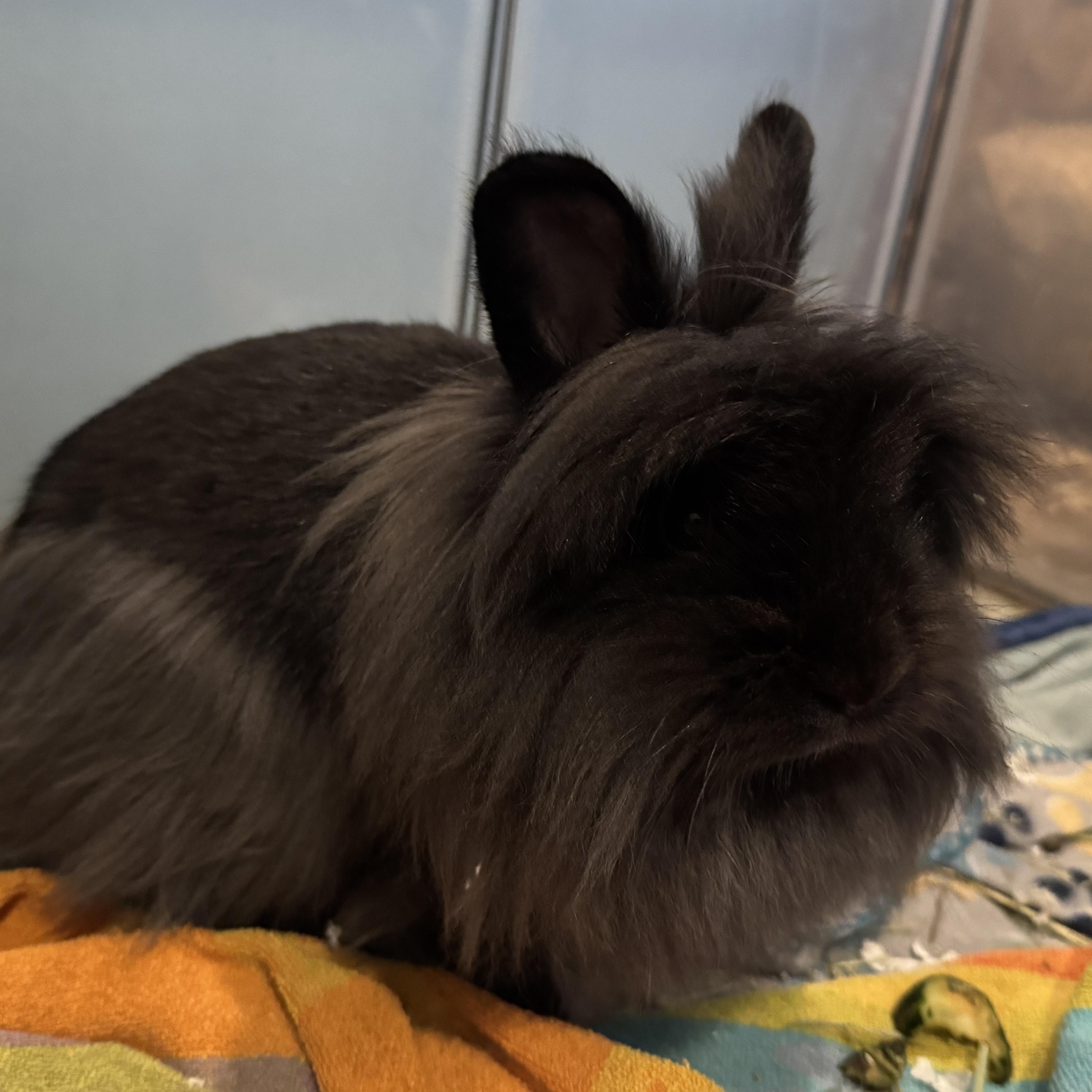 Enlarge Mophead, an adopted mixed breed in Ponchatoula, LA image 1/1