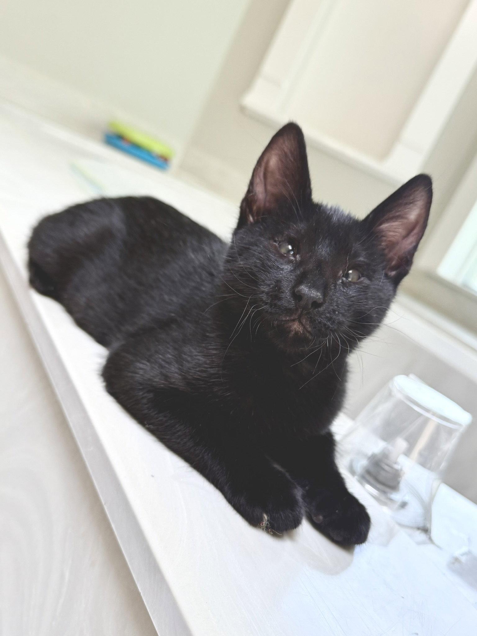 Minnow, Adopted, Young Male Domestic Short Hair & Bombay.