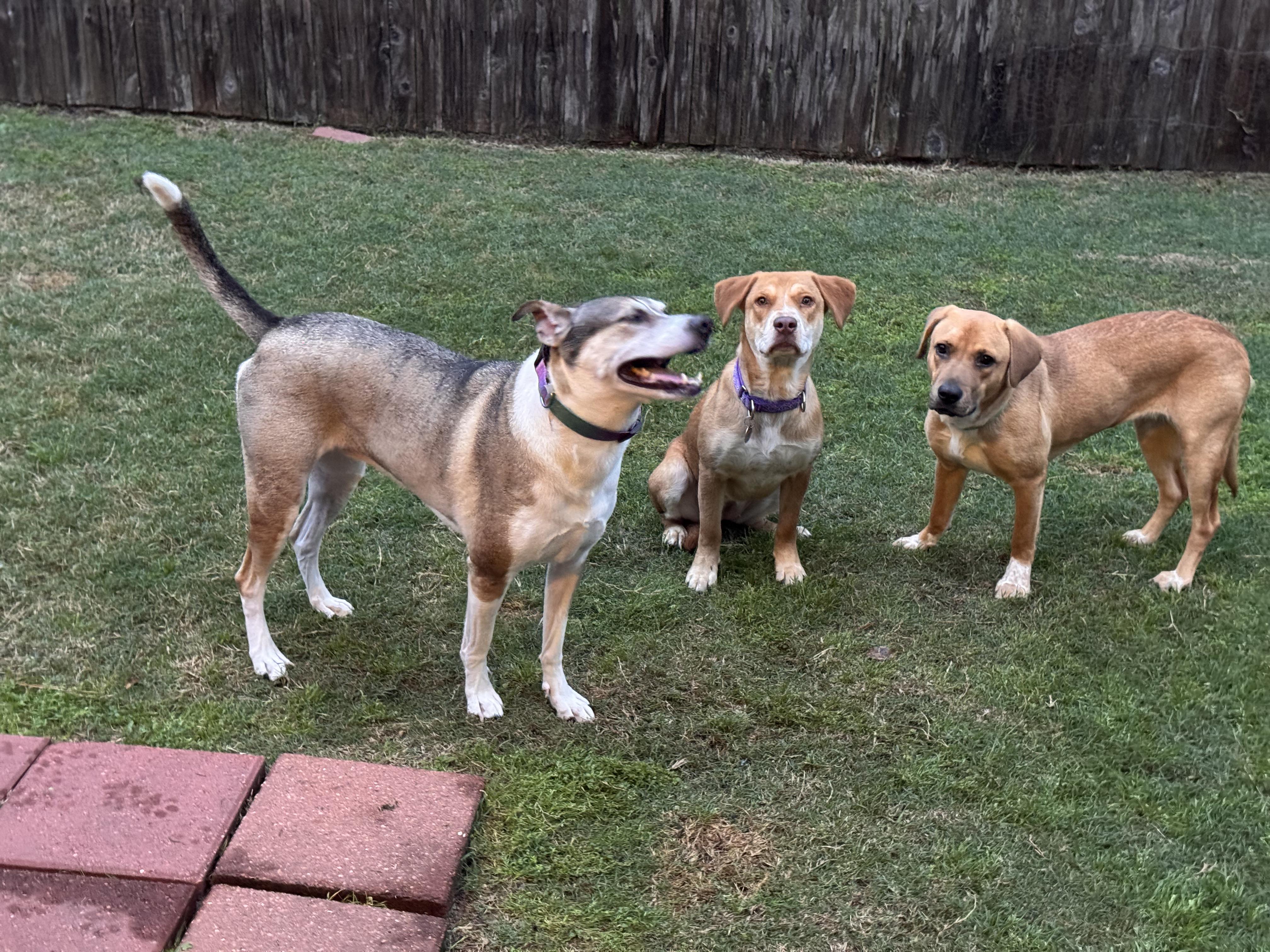 Enlarge Molly, a Adoptable mixed breed in Milwaukee, WI image 3/5