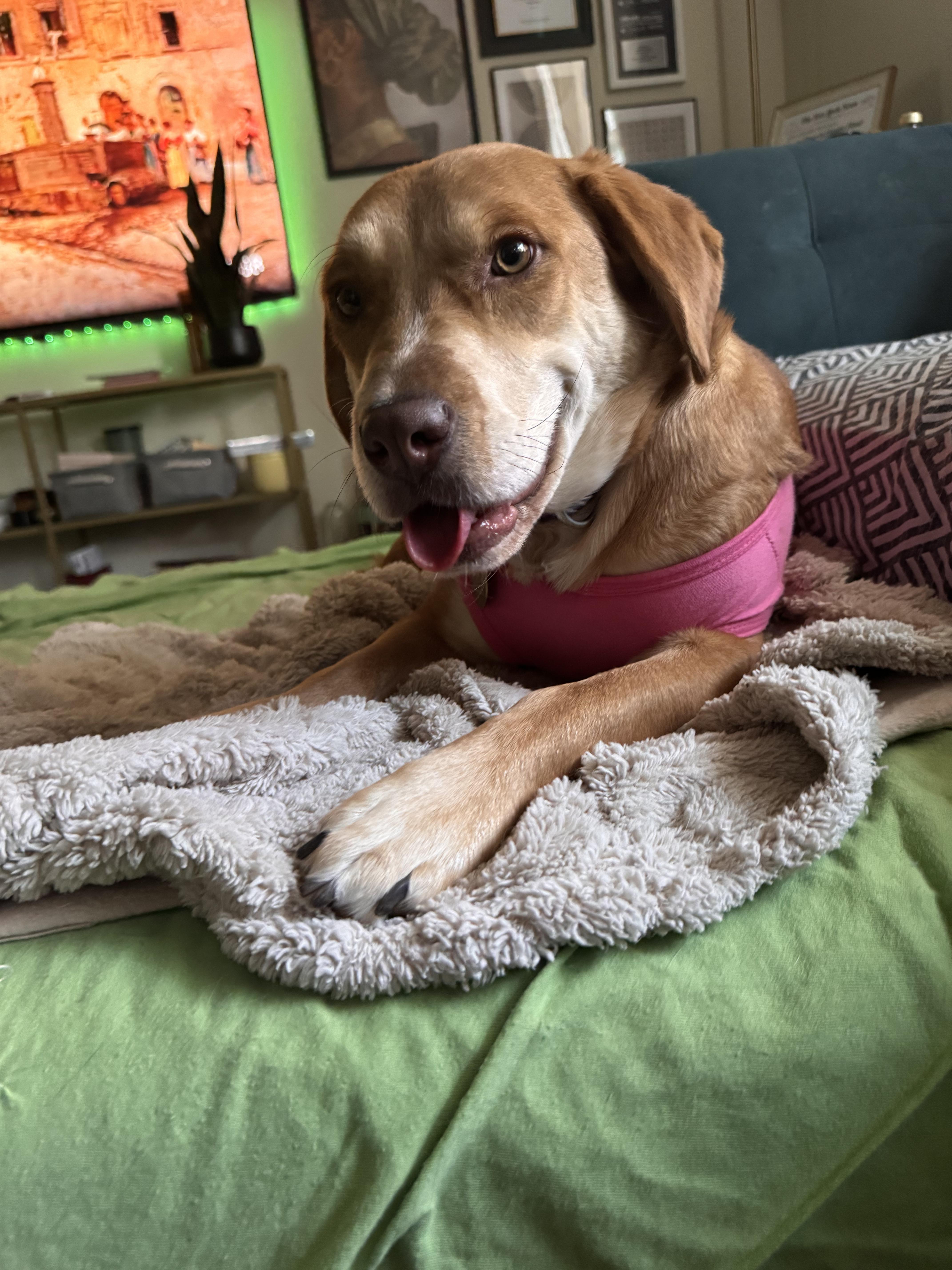 Enlarge Molly, a Adoptable mixed breed in Milwaukee, WI image 2/5
