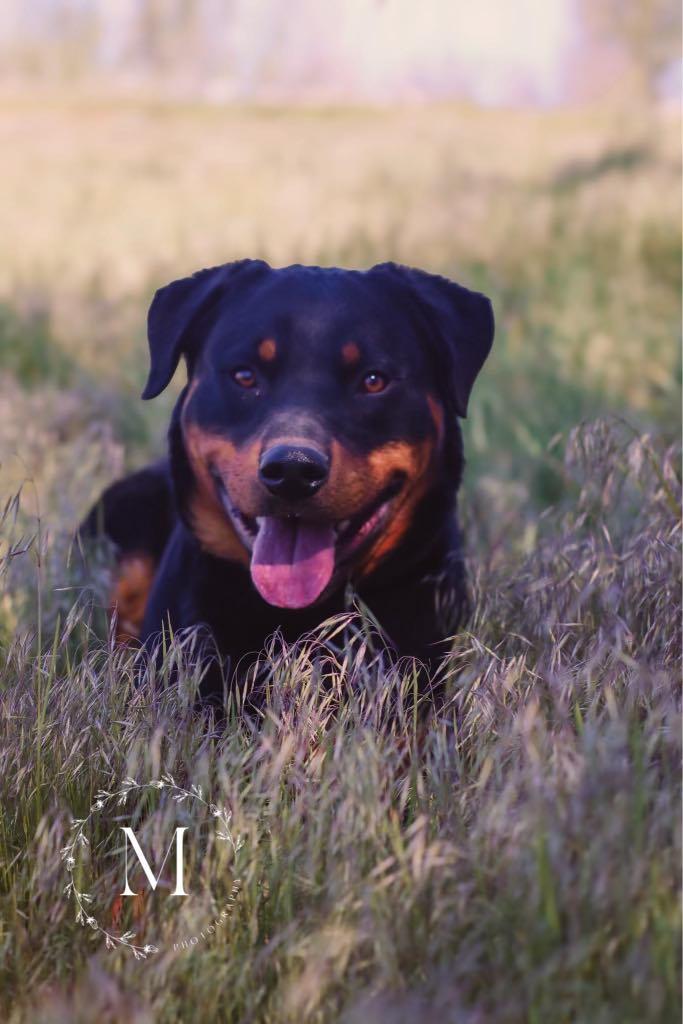 Bruce, Adopted, Adult Male Rottweiler.