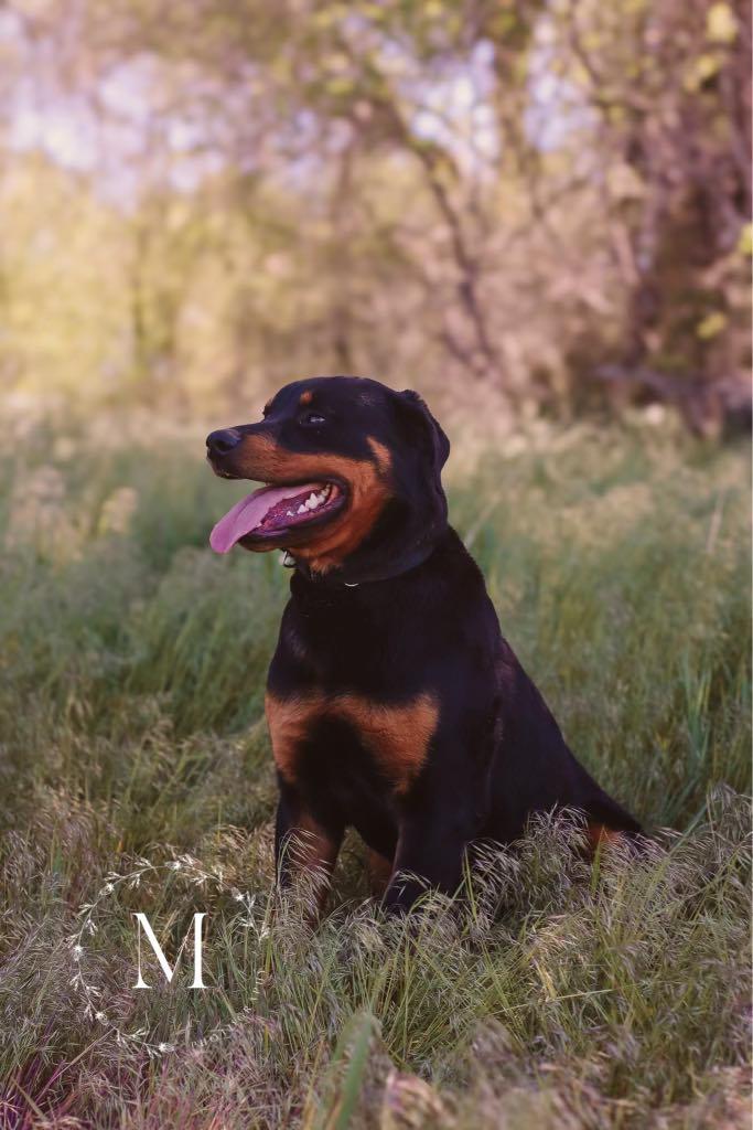 Enlarge Bruce, a Adopted Rottweiler in Jerome, ID image 2/6