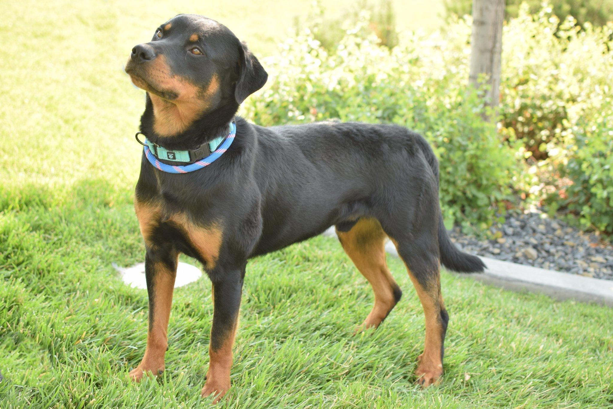 Enlarge Bruce, a Adopted Rottweiler in Jerome, ID image 3/6