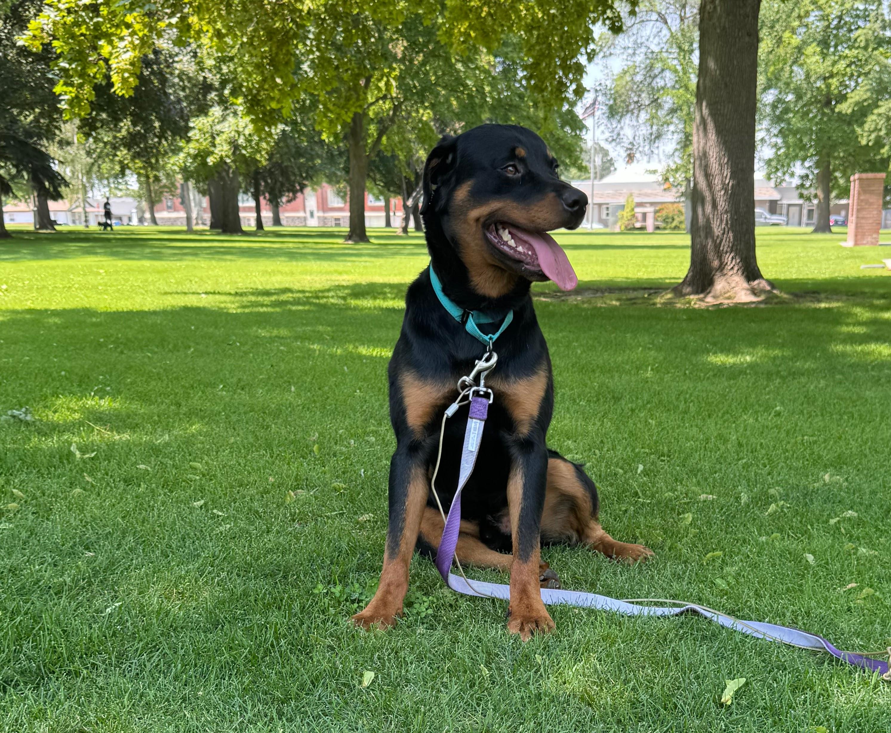 Enlarge Bruce, a Adopted Rottweiler in Jerome, ID image 4/6