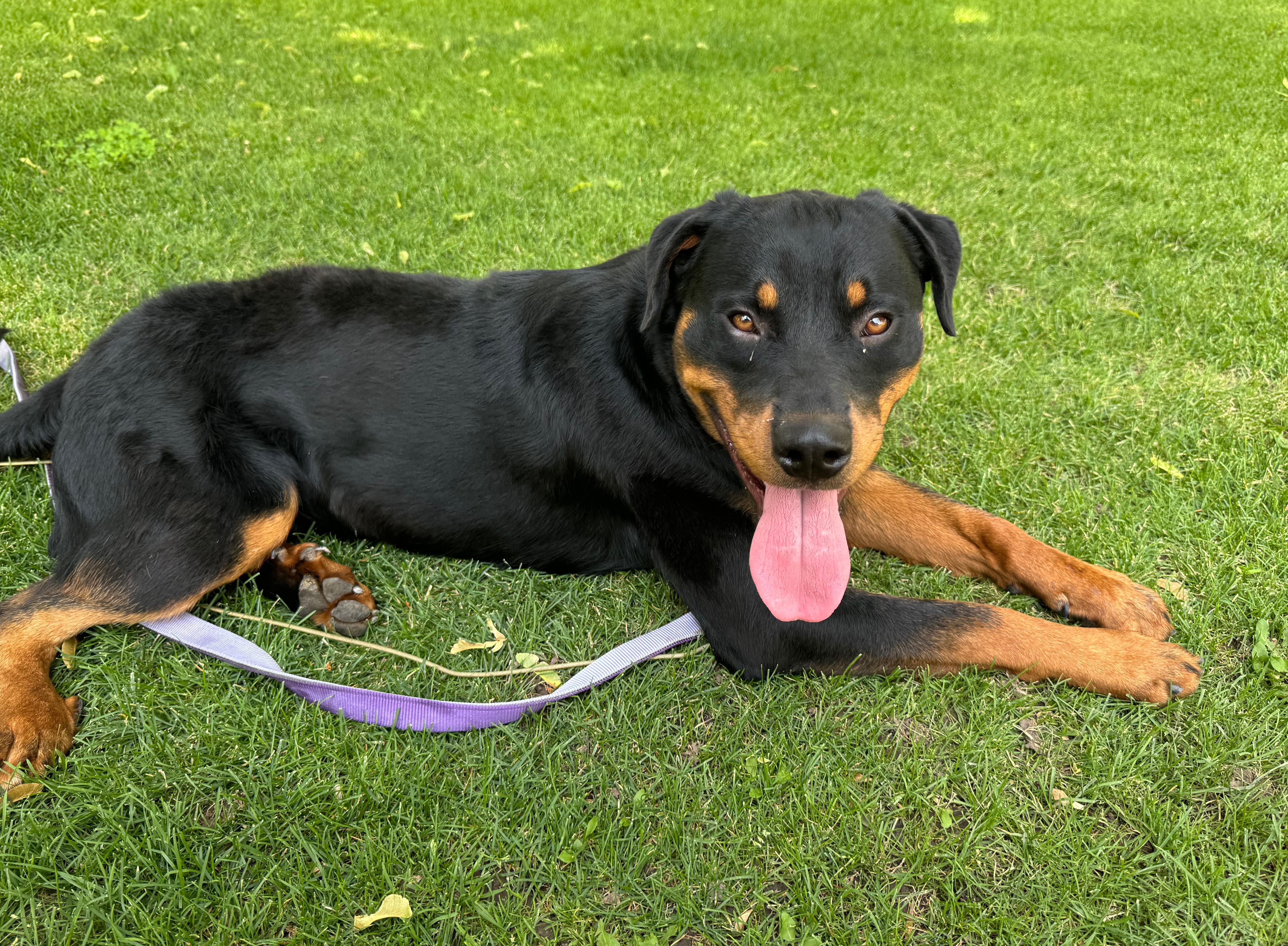 Enlarge Bruce, a Adopted Rottweiler in Jerome, ID image 5/6