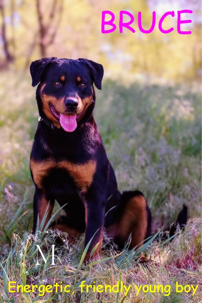 Enlarge Bruce, a Adopted Rottweiler in Jerome, ID image 6/6