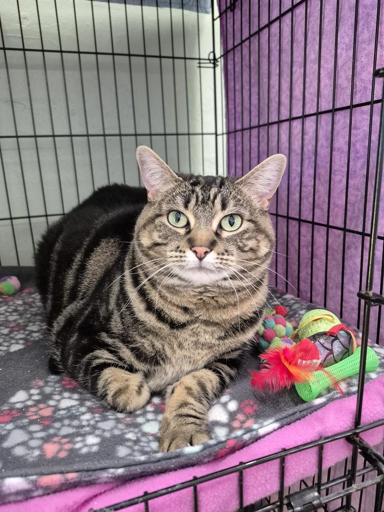 Essa, Adoptable, Adult Female Domestic Short Hair.