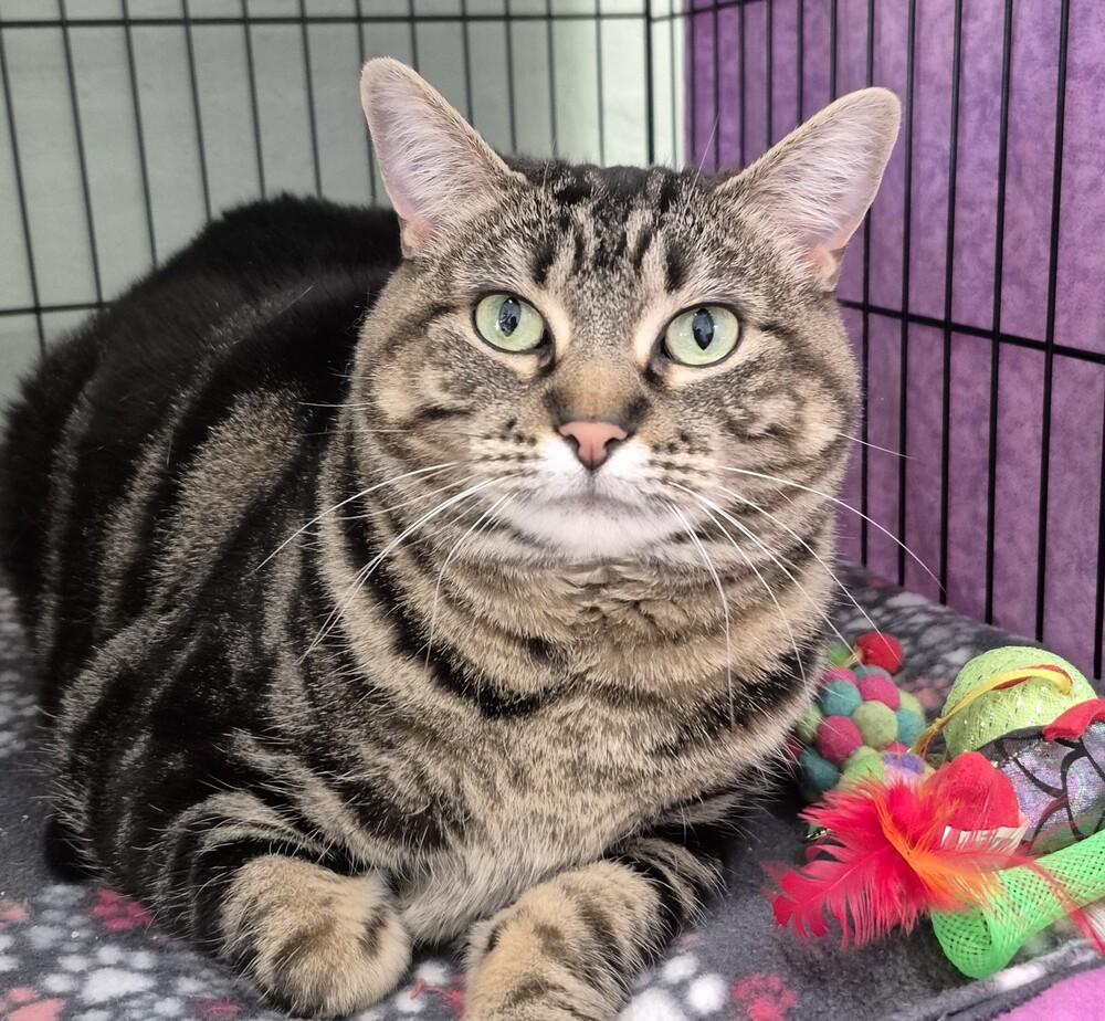 Enlarge Essa, a Adoptable mixed breed in Wild Rose, WI image 2/3