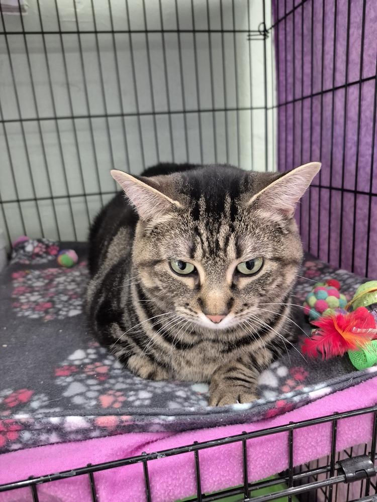 Enlarge Essa, a Adoptable mixed breed in Wild Rose, WI image 3/3